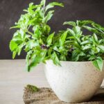 Ces plantes ont de l'énergie à offrir ! 9 - Le Progrès Egyptien