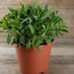 Ces plantes ont de l'énergie à offrir ! 15 - Le Progrès Egyptien
