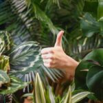 Ces plantes ont de l'énergie à offrir ! 7 - Le Progrès Egyptien