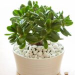 Ces plantes ont de l'énergie à offrir ! 5 - Le Progrès Egyptien
