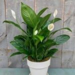 Ces plantes ont de l'énergie à offrir ! 3 - Le Progrès Egyptien
