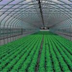 L’agriculture, un secteur de plus en plus robuste 28 - Le Progrès Egyptien L’agriculture, un secteur de plus en plus robuste 27 - Le Progrès Egyptien