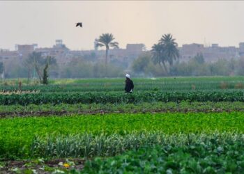 Port-Saïd : Augmenter la superficie agricole