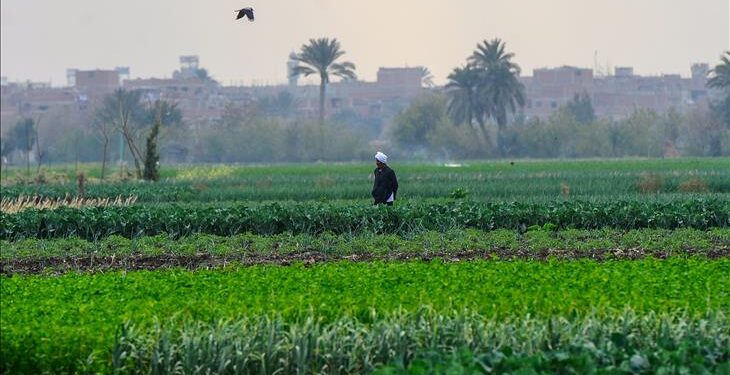 Port-Saïd : Augmenter la superficie agricole 1 - Le Progrès Egyptien