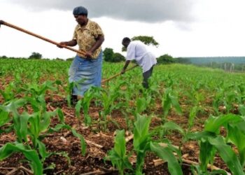 L’Afrique doit intensifier l’agriculture
