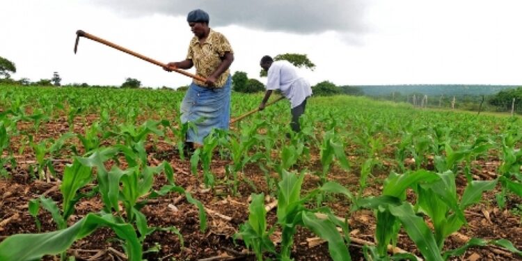 L’Afrique doit intensifier l’agriculture 1 - Le Progrès Egyptien