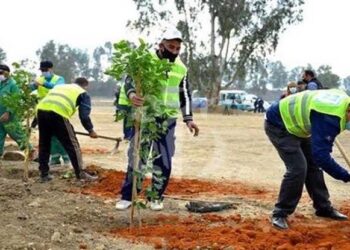 Plantation de 100 millions d’arbres
