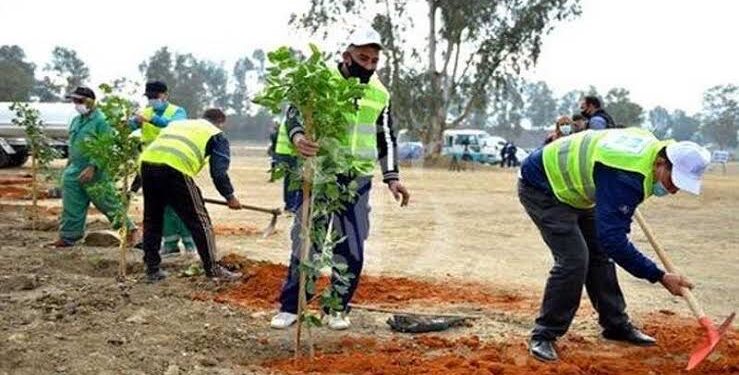 Plantation de 100 millions d'arbres 2 - Le Progrès Egyptien Plantation de 100 millions d'arbres 1 - Le Progrès Egyptien