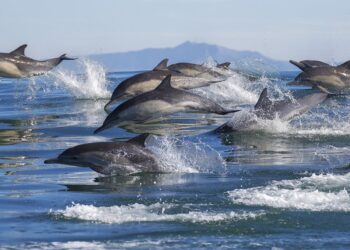 Les dauphins victimes collatérales de la guerre en Ukraine