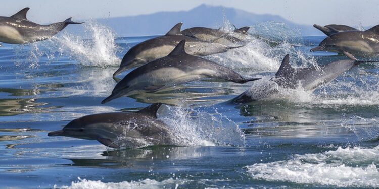 Les dauphins victimes collatérales de la guerre en Ukraine 1 - Le Progrès Egyptien
