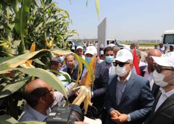 Kafr Al-Cheikh : Atteindre l’essor agricole