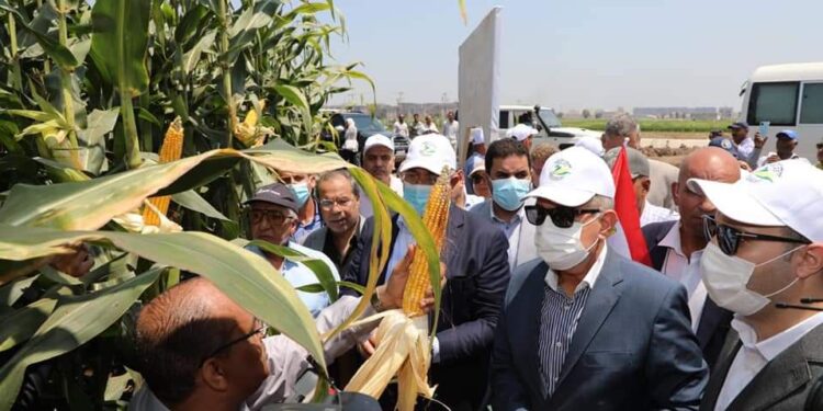 Kafr Al-Cheikh : Atteindre l’essor agricole 2 - Le Progrès Egyptien Kafr Al-Cheikh : Atteindre l’essor agricole 1 - Le Progrès Egyptien