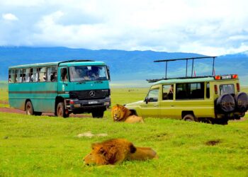 Safari à l’autre bout du monde