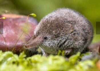 Un nouveau virus zoonotique a infecté 35 personnes en Chine