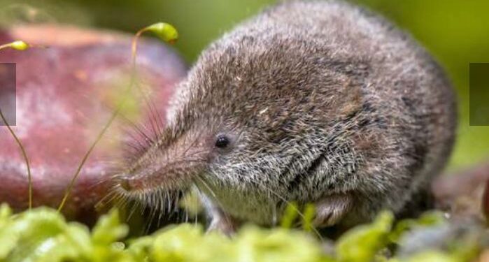 Un nouveau virus zoonotique a infecté 35 personnes en Chine 1 - Le Progrès Egyptien