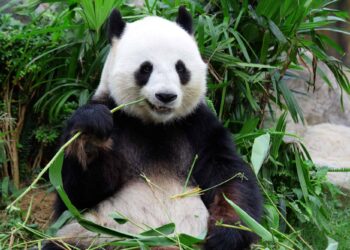 Le panda mange tout le temps