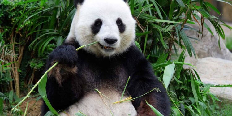 Le panda mange tout le temps 1 - Le Progrès Egyptien