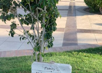 Hurghada : “L’arbre” accrocheur… le néo-marketing !