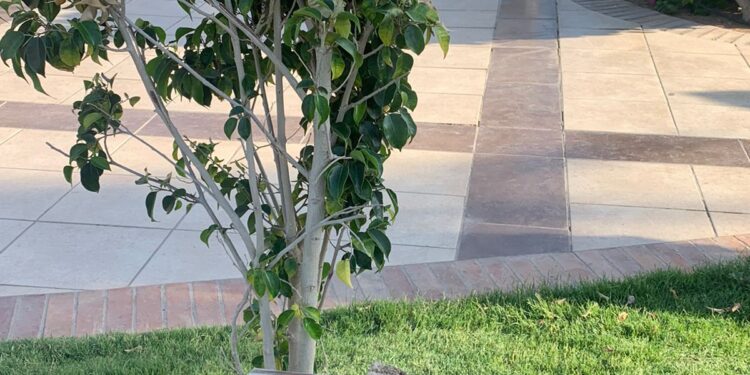 Hurghada : "L'arbre" accrocheur... le néo-marketing ! 2 - Le Progrès Egyptien Hurghada : "L'arbre" accrocheur... le néo-marketing ! 1 - Le Progrès Egyptien