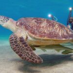 Marsa Alam, un véritable paradis tropical 9 - Le Progrès Egyptien