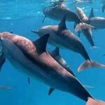 Marsa Alam, un véritable paradis tropical 5 - Le Progrès Egyptien