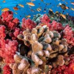 Marsa Alam, un véritable paradis tropical 3 - Le Progrès Egyptien