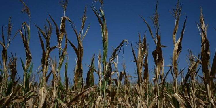 France : Sécheresse historique et canicule mettent à mal l’agriculture 1 - Le Progrès Egyptien