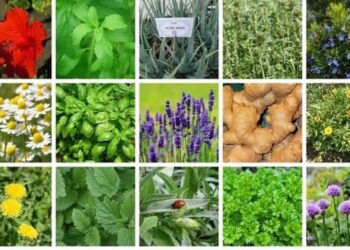Colloque-débat sur les plantes aromatiques et médicinales