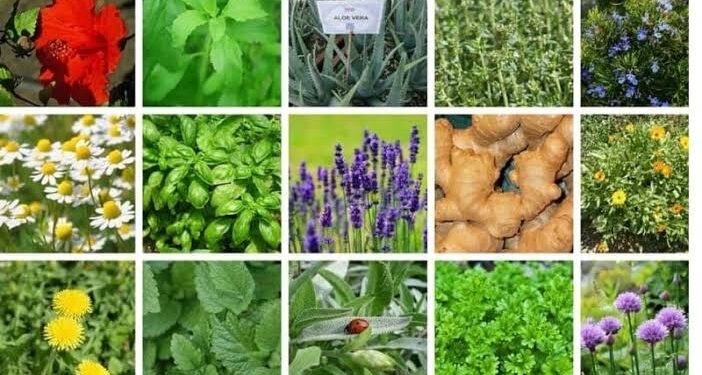 Colloque-débat sur les plantes aromatiques et médicinales 2 - Le Progrès Egyptien Colloque-débat sur les plantes aromatiques et médicinales 1 - Le Progrès Egyptien