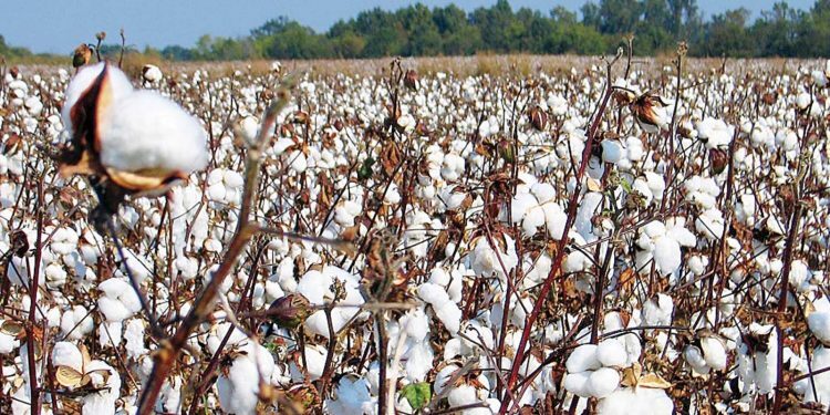 Les exportations de coton montent en flèche 2 - Le Progrès Egyptien Les exportations de coton montent en flèche 1 - Le Progrès Egyptien