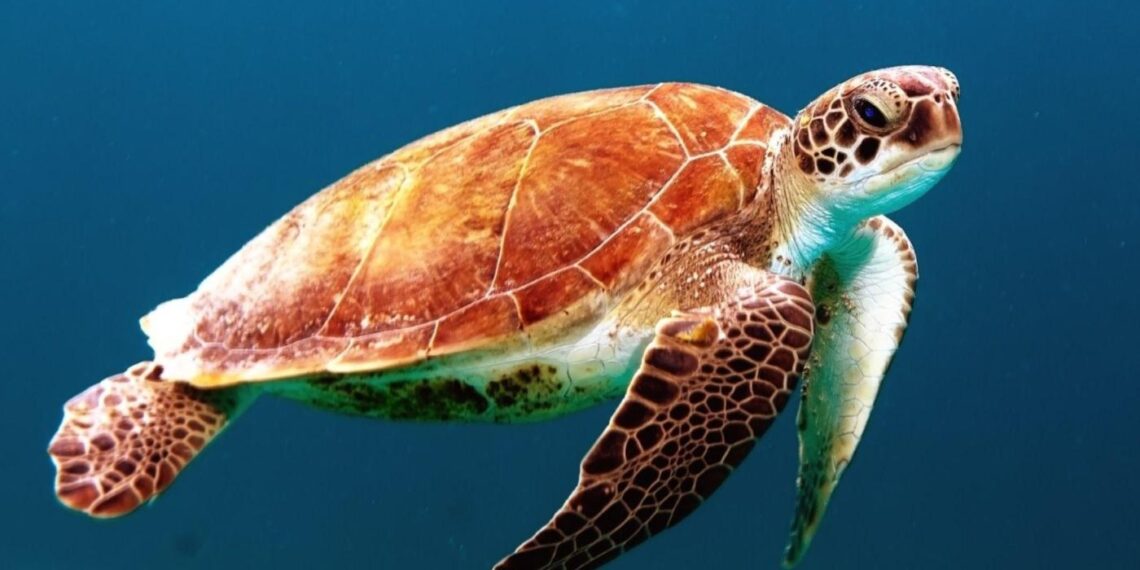 Réchauffement : Les tortues de mer menacées 1 - Le Progrès Egyptien