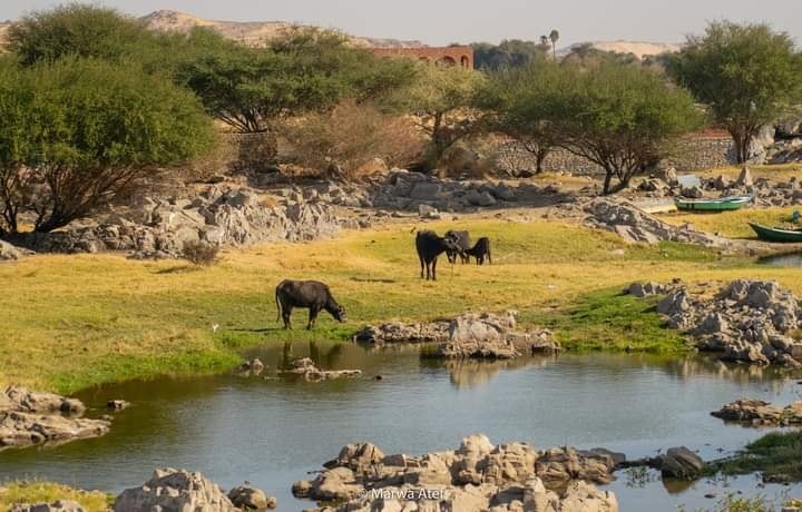 Sans-titre 8 - Le Progrès Egyptien Sans-titre 7 - Le Progrès Egyptien