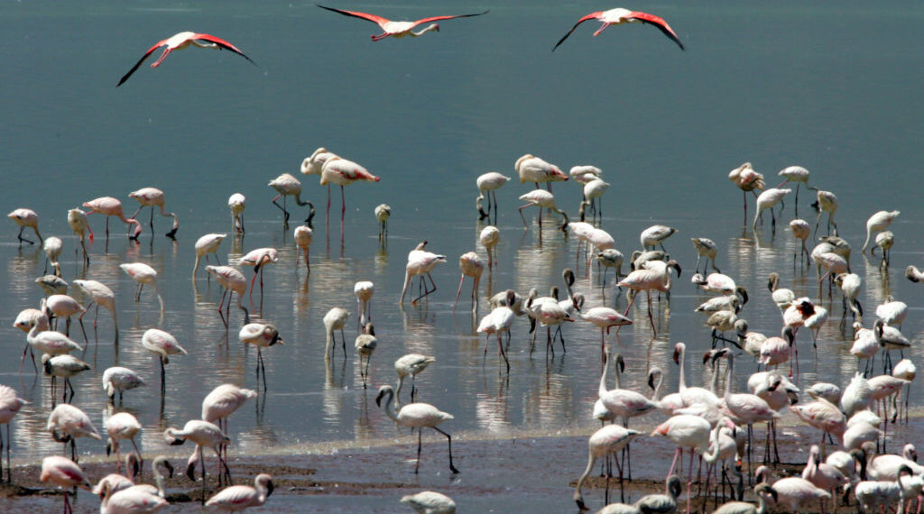 Flamingos are seen on the shore of Lake Bogoria in western Kenya July 25, 2005. Not often visited by tourists, the lake achieved fame as "the new home of the flamingo", with a migrant population of up to two million birds. REUTERS/Radu Sigheti  RSS/YH