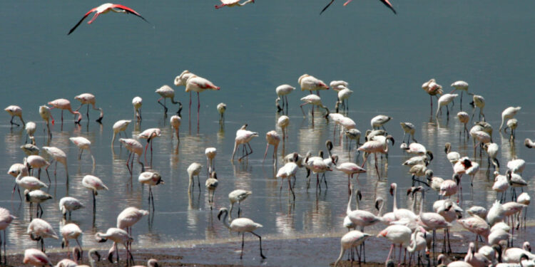 Les oiseaux migrateurs africains menacés 1 - Le Progrès Egyptien Flamingos are seen on the shore of Lake Bogoria in western Kenya July 25, 2005. Not often visited by tourists, the lake achieved fame as "the new home of the flamingo", with a migrant population of up to two million birds. REUTERS/Radu Sigheti RSS/YH