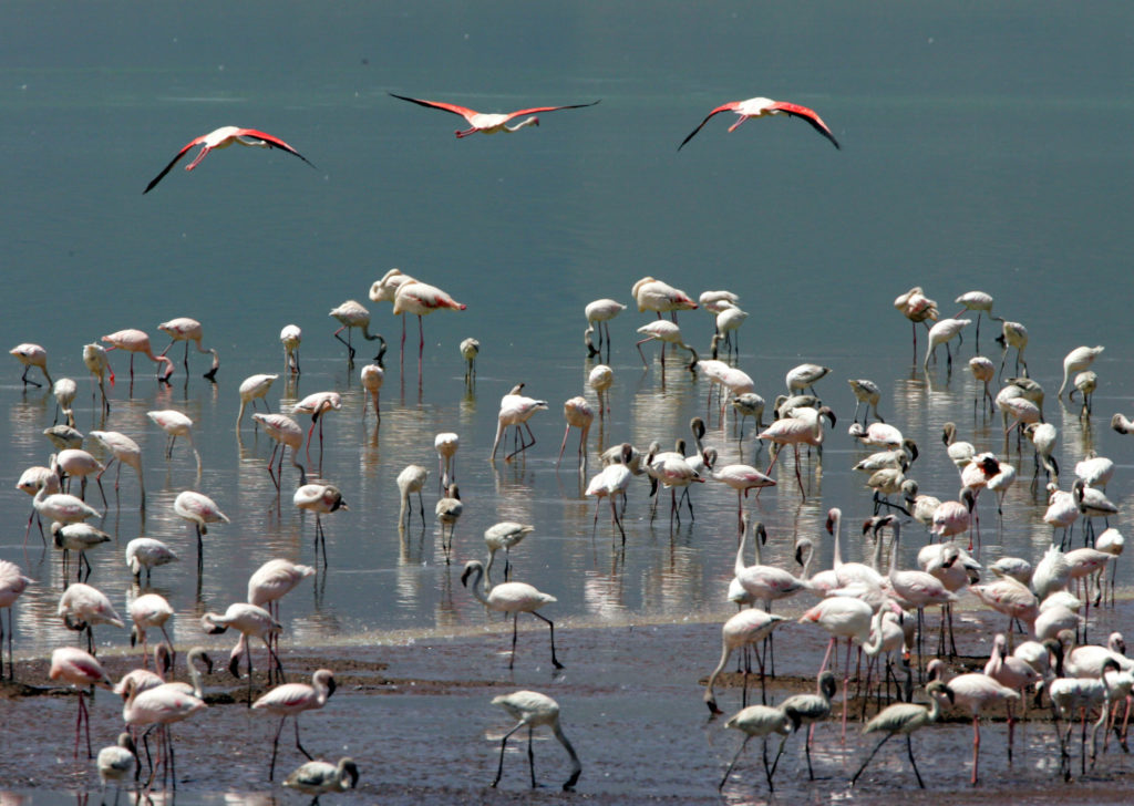 Les oiseaux migrateurs africains menacés 3 - Le Progrès Egyptien Les oiseaux migrateurs africains menacés 2 - Le Progrès Egyptien