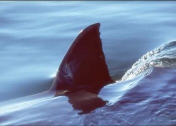 Requins blancs en Atlantique : Aucune raison d’avoir peur