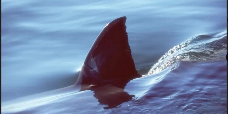 Requins blancs en Atlantique : Aucune raison d’avoir peur 2 - Le Progrès Egyptien Requins blancs en Atlantique : Aucune raison d’avoir peur 1 - Le Progrès Egyptien