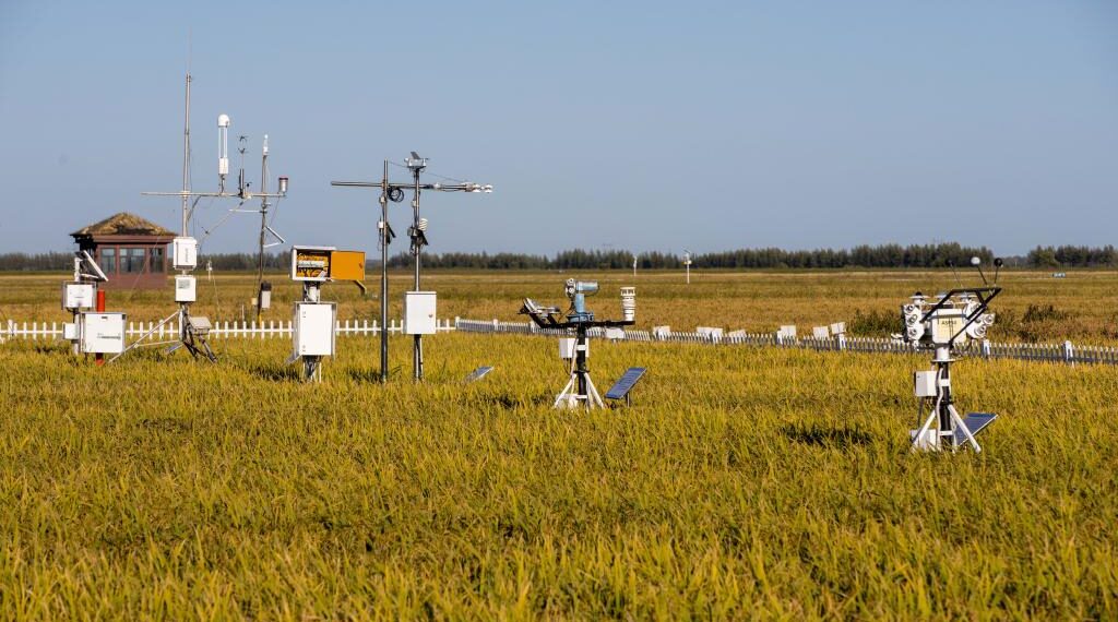 Plus de riz... moins d'eau ! 2 - Le Progrès Egyptien Plus de riz... moins d'eau ! 1 - Le Progrès Egyptien