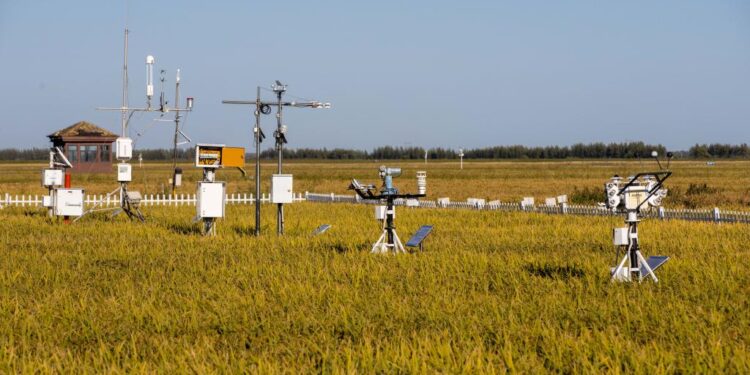 Plus de riz... moins d'eau ! 2 - Le Progrès Egyptien Plus de riz... moins d'eau ! 1 - Le Progrès Egyptien