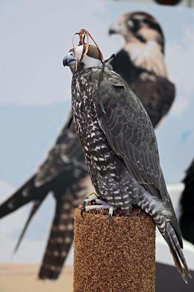 Deuxième jour consécutive du Salon international de la Chasse et de l’Equitation 12 - Le Progrès Egyptien Deuxième jour consécutive du Salon international de la Chasse et de l’Equitation 11 - Le Progrès Egyptien