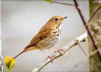 Quels oiseaux chantent la nuit ?