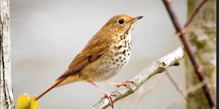 Quels oiseaux chantent la nuit ? 1 - Le Progrès Egyptien