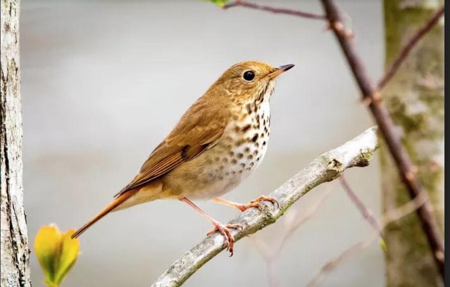 Quels oiseaux chantent la nuit ? 2 - Le Progrès Egyptien Quels oiseaux chantent la nuit ? 1 - Le Progrès Egyptien