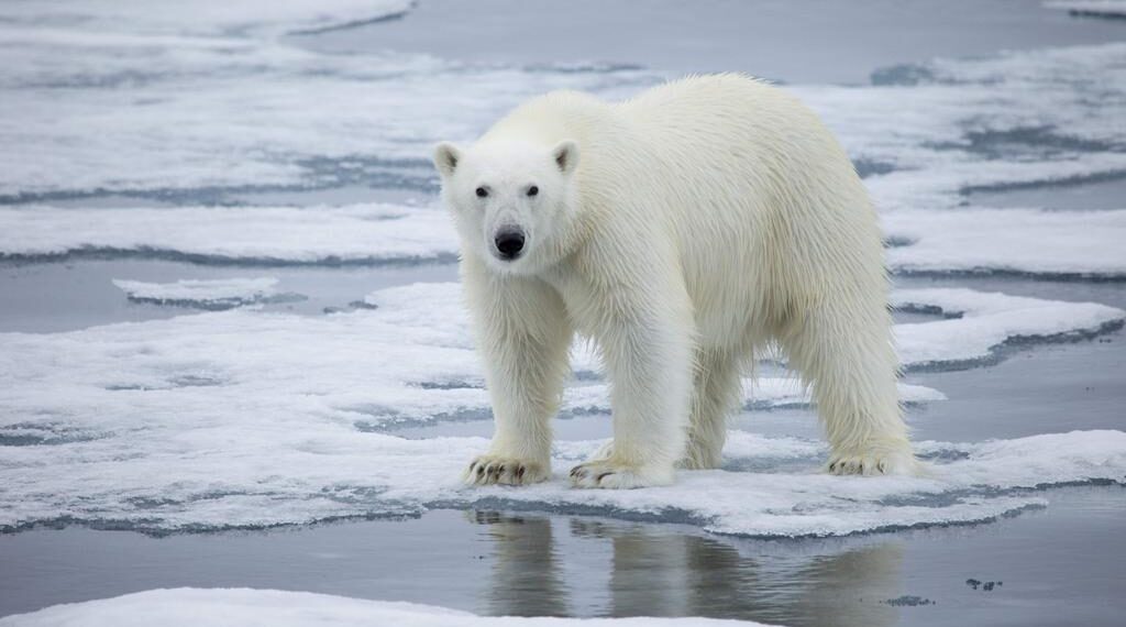 Norvège : Le réchauffement rend les ours polaires plus agressifs 2 - Le Progrès Egyptien Norvège : Le réchauffement rend les ours polaires plus agressifs 1 - Le Progrès Egyptien