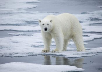 Norvège : Le réchauffement rend les ours polaires plus agressifs