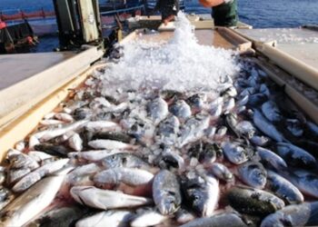 Richesse halieutique : L’Egypte, 1ère en Afrique et dans le monde arabe