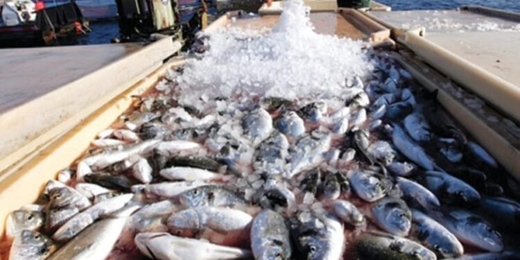 Richesse halieutique : L’Egypte, 1ère en Afrique et dans le monde arabe 2 - Le Progrès Egyptien Richesse halieutique : L’Egypte, 1ère en Afrique et dans le monde arabe 1 - Le Progrès Egyptien