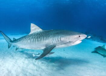Les requins-tigres migrent au nord à cause du réchauffement