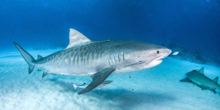 Les requins-tigres migrent au nord à cause du réchauffement 1 - Le Progrès Egyptien