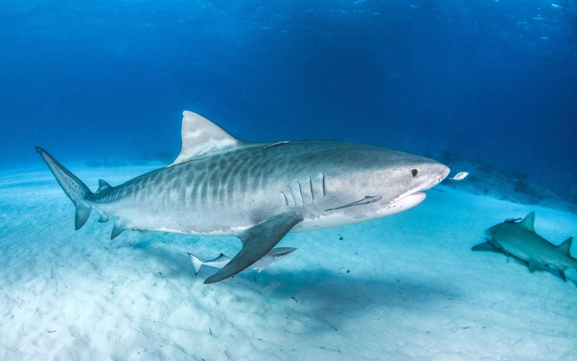 Les requins-tigres migrent au nord à cause du réchauffement 4 - Le Progrès Egyptien Les requins-tigres migrent au nord à cause du réchauffement 3 - Le Progrès Egyptien